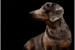 Pet Photography